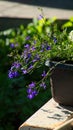 Lobelia Erinus. Closeup. Blue Background flowers. Outdoor. Garden Royalty Free Stock Photo