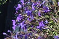 Lobelia erinus `Crystal Palace` Royalty Free Stock Photo