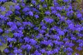 Lobelia erinus flowers Royalty Free Stock Photo