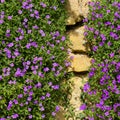 Lobelia erinus small purple magenta flowers Royalty Free Stock Photo