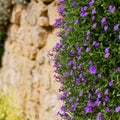 Lobelia erinus small purple magenta flowers Royalty Free Stock Photo