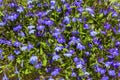 Lobelia erinus Royalty Free Stock Photo