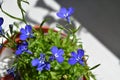 Lobelia erinus. Top view of light blue flowers in brown pot. Royalty Free Stock Photo