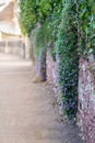 Lobelia flower blooming on the stone  wall Royalty Free Stock Photo