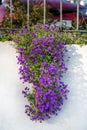 Lobelia flower blooming on a white wall Royalty Free Stock Photo