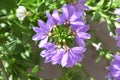 Lobelia Flower Clusters, closeup Royalty Free Stock Photo
