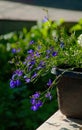 Lobelia in a pot in the sunlight. Blue violet Lobelia in summer garden. Lobelia Erinus Royalty Free Stock Photo