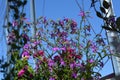 Lobelia with purple flowers on the background of blue sky. Small garden on the balcony Royalty Free Stock Photo
