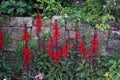 Lobelia speciosa blooms with red flowers in July in the park. Berlin, Germany