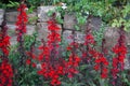 Lobelia speciosa blooms with red flowers in July in the park. Berlin, Germany