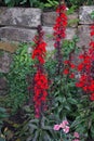 Lobelia speciosa blooms with red flowers in July in the park. Berlin, Germany