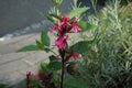 Lobelia speciosa red blooms in the garden in August. Lobelia, lobelias, is a genus of flowering plants. Berlin, Germany