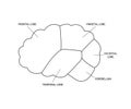 Lobes of brain human side view, template line. Different areas of brain, frontal, parietal, occipital, temporal lobe and Royalty Free Stock Photo