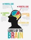 Lobes of The Brain. Infographic Vector Design