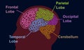Lobes of the brain in man head silhouette. Brain gear Idea with five parts infographic.