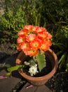 Lobivia cactus blooming ,Cactus lobivia with flower isolated