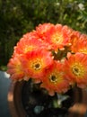 Lobivia cactus blooming ,Cactus lobivia with flower isolated