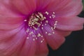 Lobivia pink cactus flower with yellow pollen on background selective focus. Marco nice pink lobivia flower with pollen. Closeup Royalty Free Stock Photo