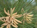 Loblolly pine 23 Royalty Free Stock Photo