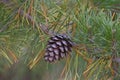 Loblolly pine cone Royalty Free Stock Photo