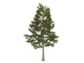 Loblolly_pine_(Pinus_taeda) Royalty Free Stock Photo