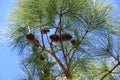 Loblolly Pine Royalty Free Stock Photo