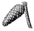 Loblolly pine pinus toeda L.. Two to thirds natural size. mature closed cone vintage illustration