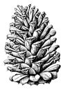 Loblolly pine pinus toeda L.. Two to thirds natural size. mature open cone vintage illustration