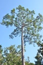 Loblolly pine Royalty Free Stock Photo