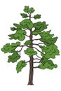 Loblolly Pine Tree illustration vector Royalty Free Stock Photo