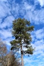 Loblolly Pine Tree Royalty Free Stock Photo