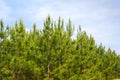 Loblolly Pines Royalty Free Stock Photo