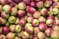 Lobo apples Royalty Free Stock Photo