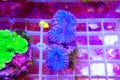 Lobophyllia Brain LPS Coral in reef aquarium tank