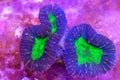 Lobophyllia Brain LPS Coral in reef aquarium tank