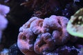 Lobophyllia LPS coral Royalty Free Stock Photo