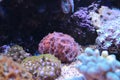 Lobophyllia LPS coral Royalty Free Stock Photo