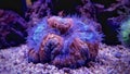 Lobophyllia LPS coral Royalty Free Stock Photo