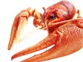 Lobster Royalty Free Stock Photo