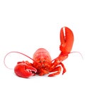 Lobster Royalty Free Stock Photo