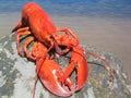 Lobster Royalty Free Stock Photo