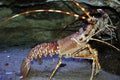 Lobster Royalty Free Stock Photo