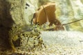 lobster at aquarium Royalty Free Stock Photo