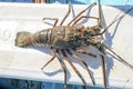 Lobster on the beach of Los Cobanos