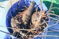 Lobster on the beach of Los Cobanos