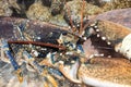 Lobster with big claws. Close up in aquarium with rocks in background Royalty Free Stock Photo