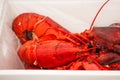 Lobster Boil Royalty Free Stock Photo