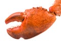 Lobster Claw Royalty Free Stock Photo