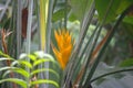 Lobster-claw flower in the Caribbean rainforest of Guadeloupe, West Indies Royalty Free Stock Photo