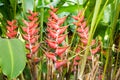 Lobster Claw flower Royalty Free Stock Photo